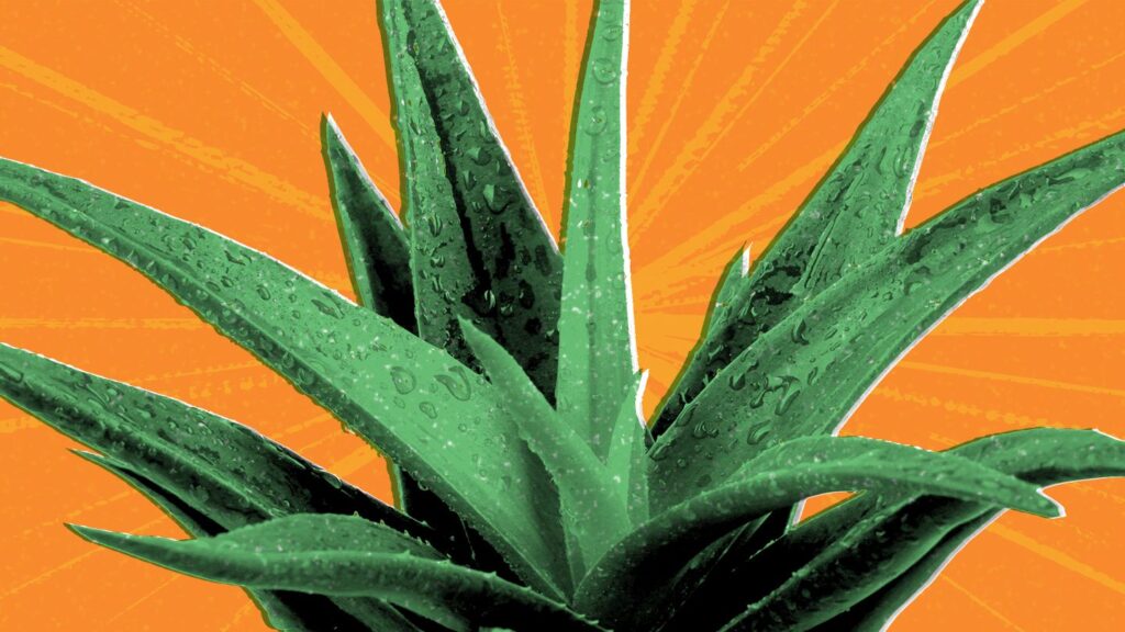 Aloe Vera : 8 bienfaits potentiels pour la santé