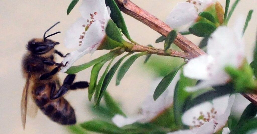 Le miel de Manuka peut-il aider à traiter le cancer du sein ?