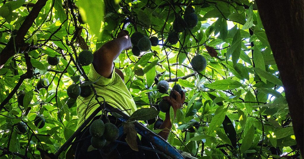 Manger plus de graisses végétales provenant des céréales et des huiles végétales peut réduire le risque de décès