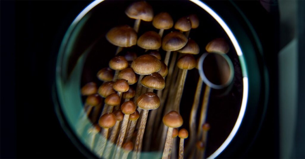 La psilocybine pourrait apporter un plus grand soulagement des symptômes de la dépression à long terme que les ISRS