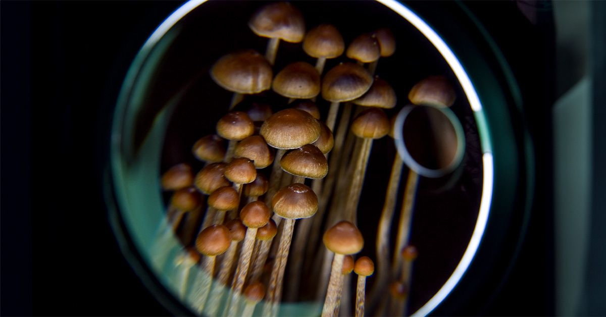 La psilocybine pourrait apporter un plus grand soulagement des symptômes de la dépression à long terme que les ISRS