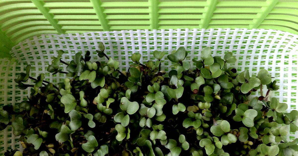 Un composé de brocoli pourrait-il réduire la glycémie?