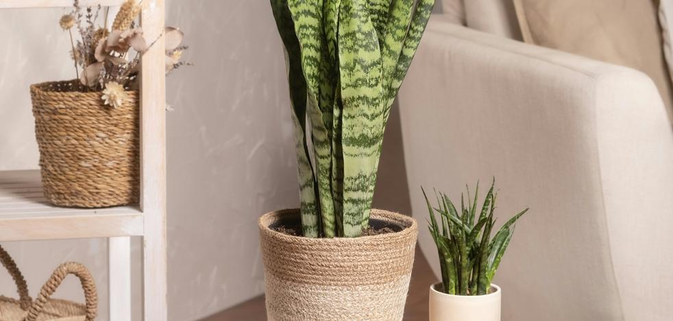 Mère -in -law Tongue est la plante intérieure qui purifie l'air dans votre maison