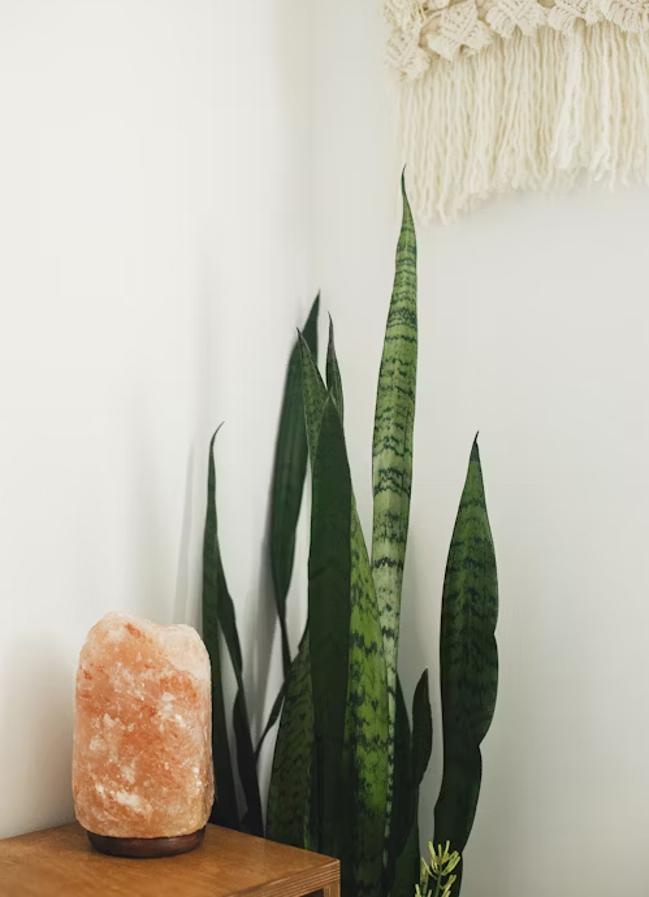 La mère -in -law ou Sansevieria attire la bonne chance et purifie l'air. Photo: Unsetpash.