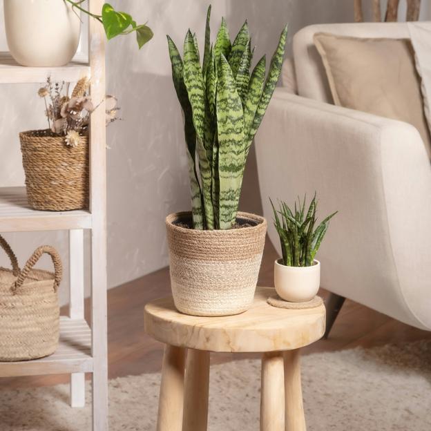 Mère -in -law ou Sansevieria, la plante intérieure qui purifie l'air, attire la bonne chance et est très facile à prendre en charge 