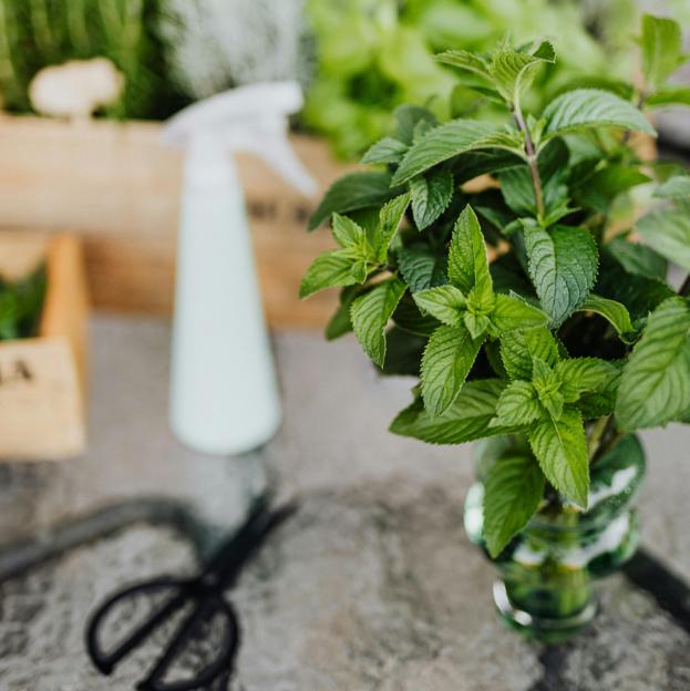 Pourquoi vous devez planter la menthe chez vous pour avoir de la chance: anti-manneurs, facile à prendre en charge et avec des avantages sains