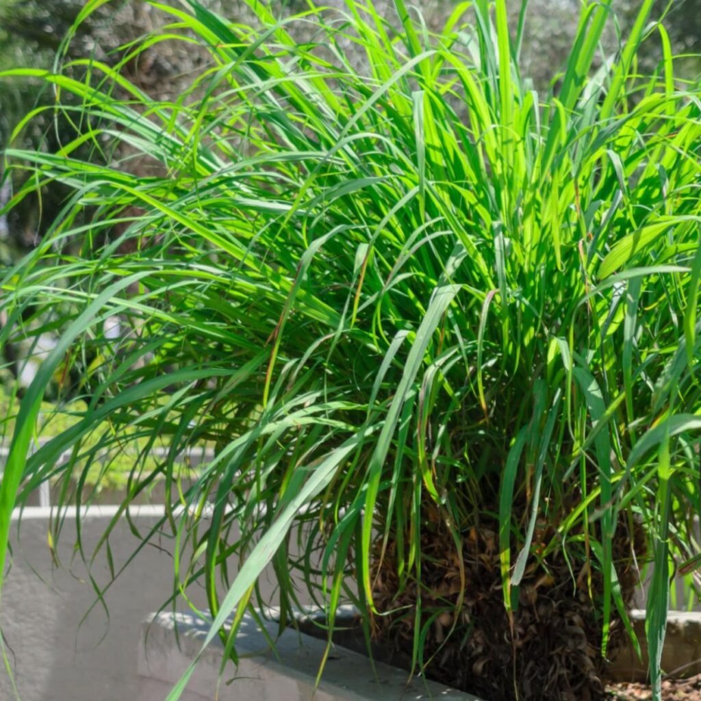 Citronela, la mejor planta antimosquitos: remedios caseros para ahuyentar insectos en verano