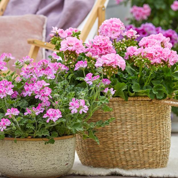 Comment prendre soin de vos géraniums, la meilleure plante à fleurs pour effrayer les moustiques en été