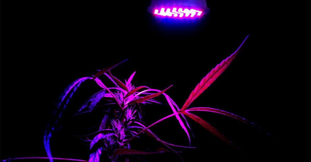 La consommation élevée du cannabis pourrait augmenter le risque de démence de 72%