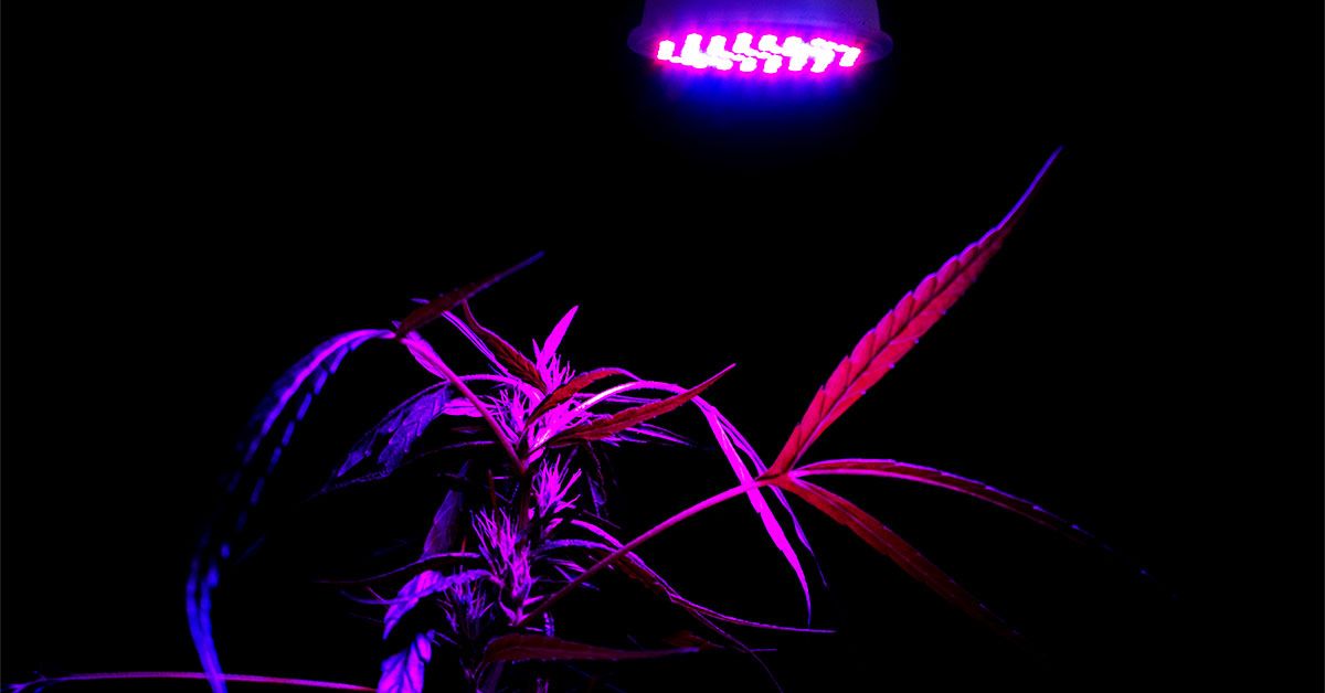 La consommation élevée du cannabis pourrait augmenter le risque de démence de 72%