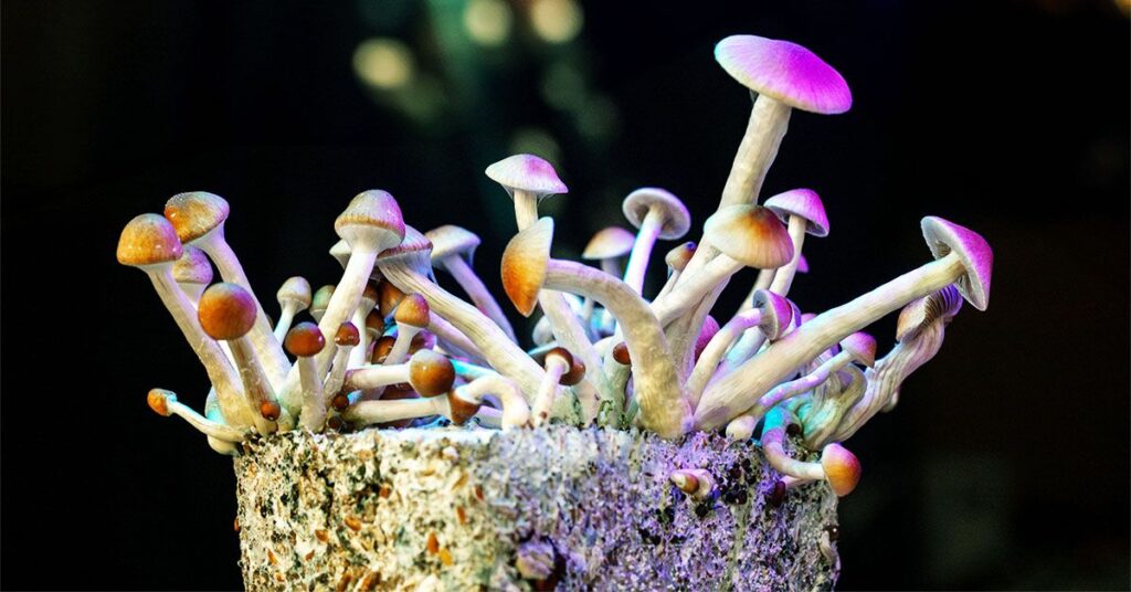 La psilocybine pourrait-elle aider à traiter le SCI? Une nouvelle étude enquête