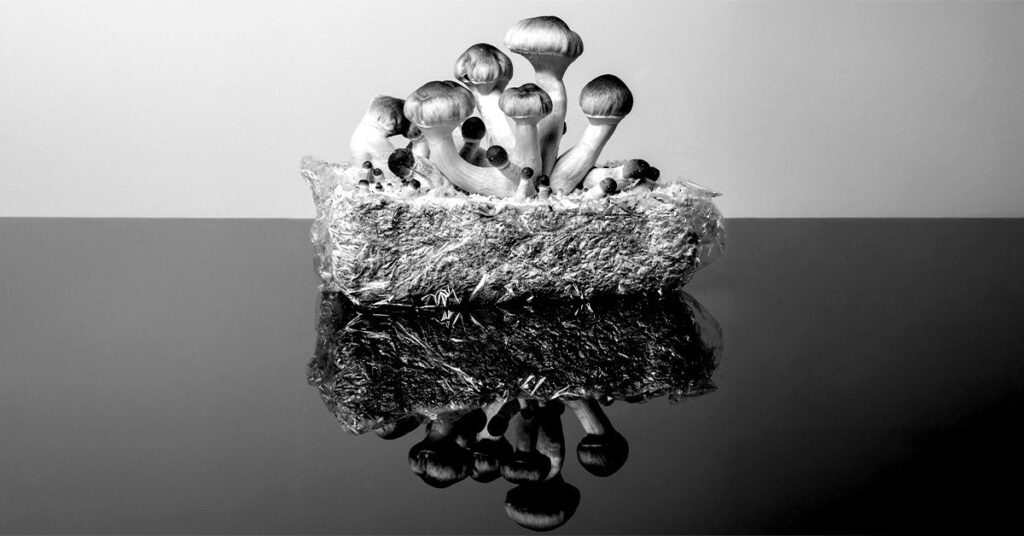 Ralentissement du vieillissement: la psilocybine aide à prolonger la durée de vie dans les cellules humaines de plus de 50%