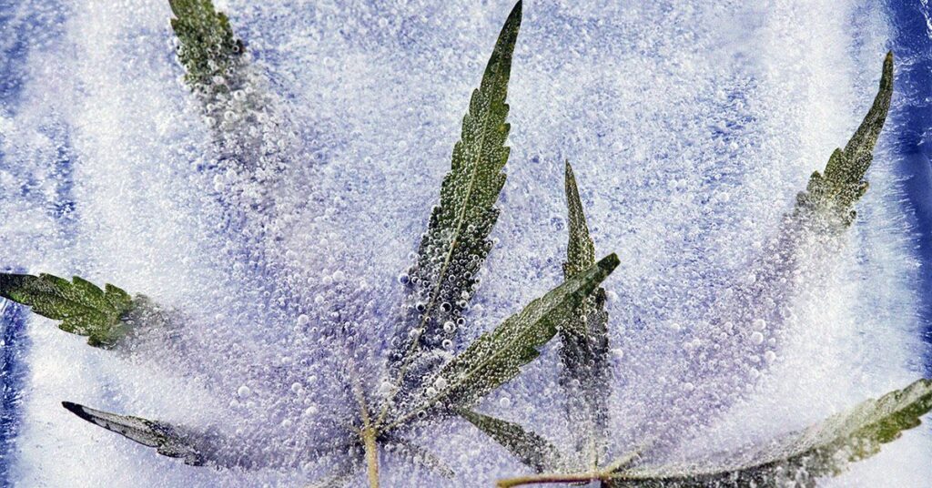 Le CBD peut aider à traiter et à réduire l'inflammation liée à la maladie d'Alzheimer