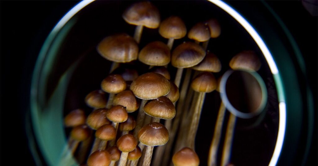 Les psychédéliques pourraient « recâbler » le cerveau pour améliorer le traitement de la dépression : étude
