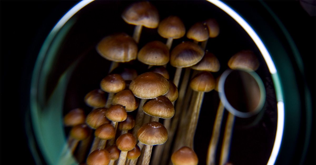Les psychédéliques pourraient « recâbler » le cerveau pour améliorer le traitement de la dépression : étude