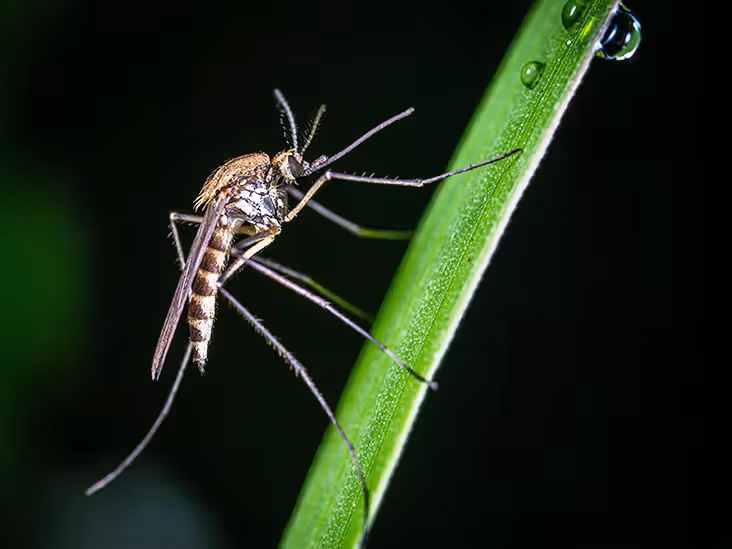 Le DEET pourrait-il attirer les moustiques ? Une étude met en évidence un comportement inhabituel des moustiques